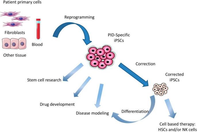 Stem Cells as an Ideal Carrier for Gene Therapy in 2024
